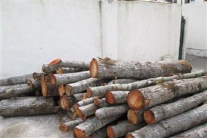 کشف ۲.۵ تن چوب قاچاق در جنوب غرب پایتخت
