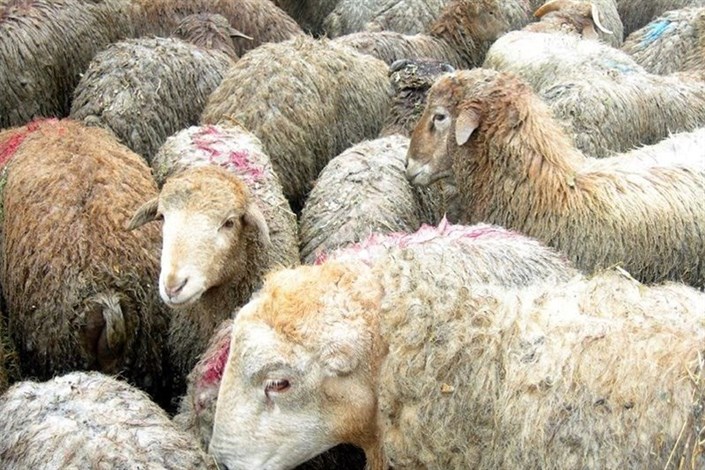 155 راس  گوسفند قاچاق در یزد کشف شد/ارزش گوسفندان یک میلیارد و 600 میلیون ریال بود