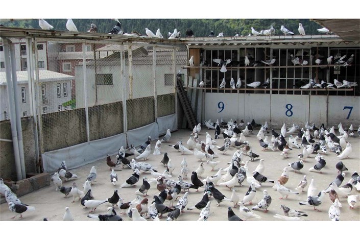 کبوتر بازها  همسایه خود را که به رفتار آنها معترض بود،کشتند