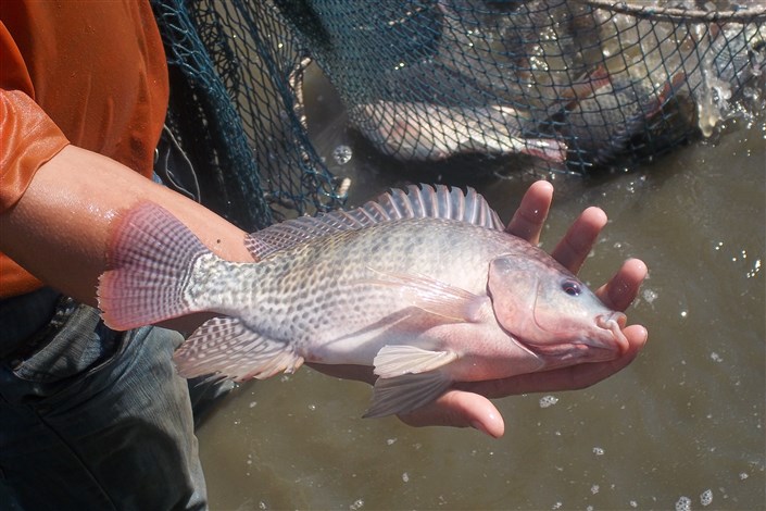 واردات ماهی تیلاپیا تا ۳ سال ممنوع است/ ۳ دلیل کاهش ذخایر ماهیان خاویاری دریای خزر