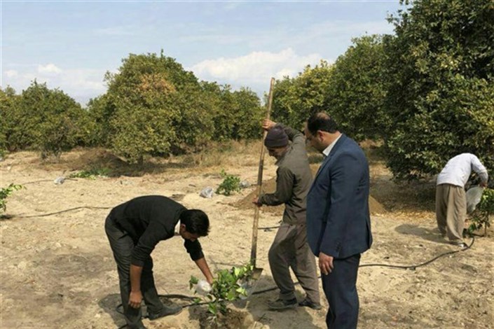 هزار اصله نهال پرتقال در مزرعه آموزشی تحقیقاتی دانشگاه ازاد اسلامی جیرفت کاشته شد