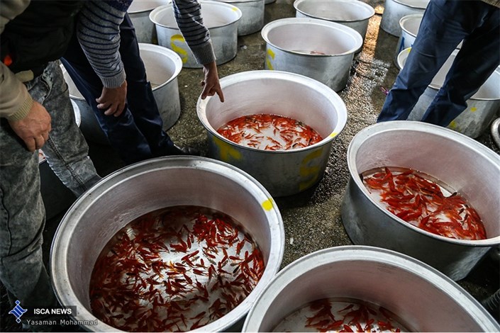  رتبه اول کشور در تکثیر و پرورش ماهی قرمز از آن این استان است
