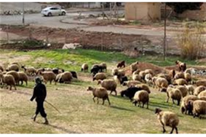 آزادی دو چوپان عراقی از چنگال داعش به دست غیرنظامیان
