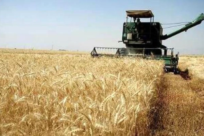 پول گندمکاران از دو روز آینده پرداخت می شود/ یارانه ارز واردات برنج در گمانه زنی است