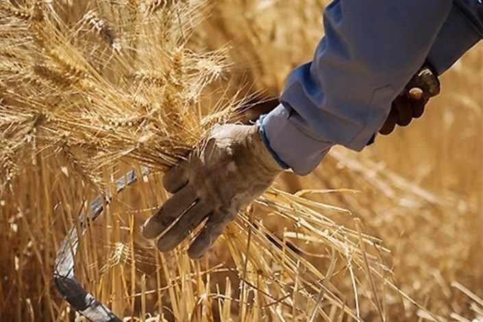 نرخ خریدتضمینی محصولات کشاورزی بالاخره با ۷ ماه تاخیر ابلاغ شد