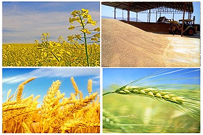 شورای اقتصاد نرخ گندم و کلزا را اعلام کند/2برابر شدن تولید دانه روغنی کلزا  در سال جاری 