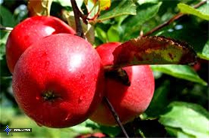 صادرات سیب با سیاست بازار در مقابل بازار دو برابر شد