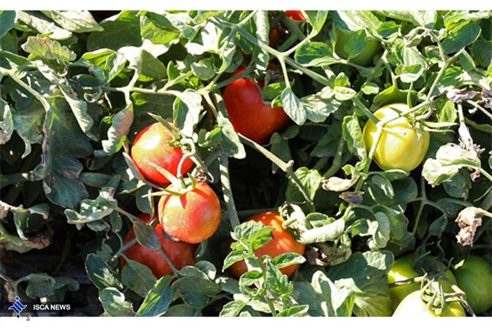 آغاز خرید حمایتی گوجه فرنگی در رودبار جنوب و کهنوج 