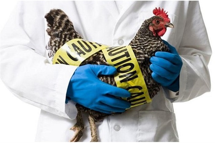 آنفلوانزای فوق حاد پرندگان H۵N۸ در ژاپن مشاهده شد