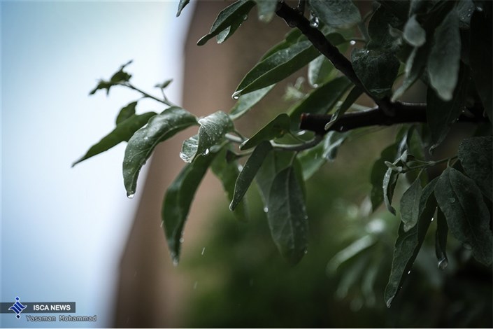 هفته پایانی اردیبهشت برای گیلانی ها با باران آغاز می شود