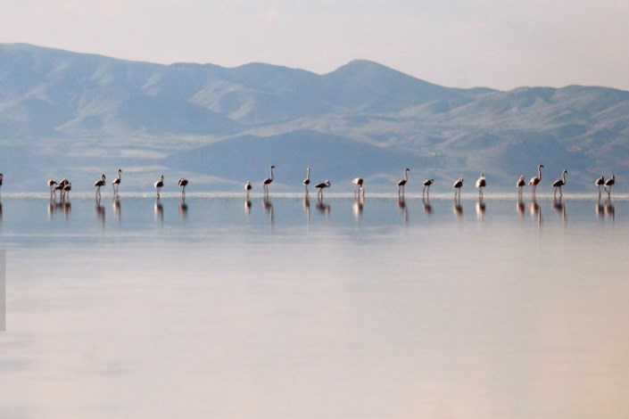  بازگشت فلامینگوها به دریاچه ارومیه/ عکس