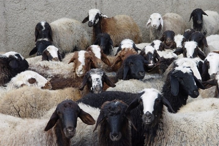 چقدر گوسفند داریم؟