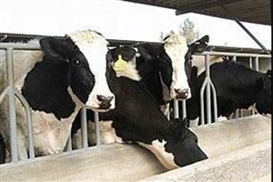 انتقال ویروس آنفلوانزای پرندگان از راه هوا