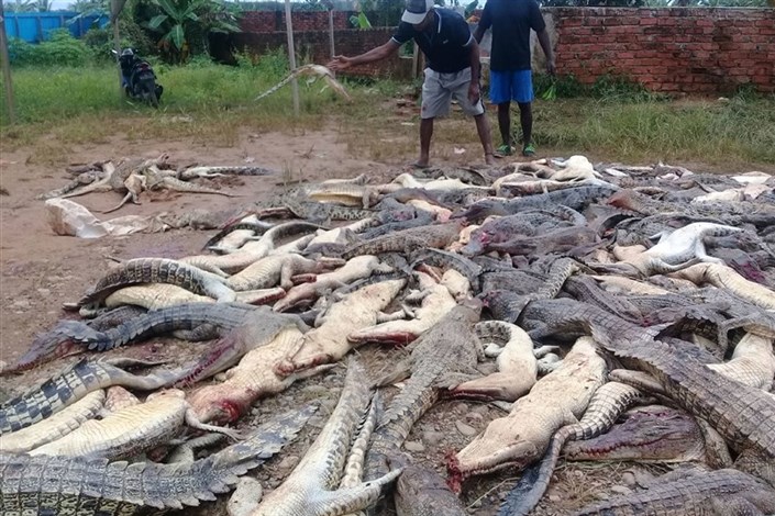روستاییان 300  تمساح را با ضربات چاقو، چکش و چماق سلاخی کردند
