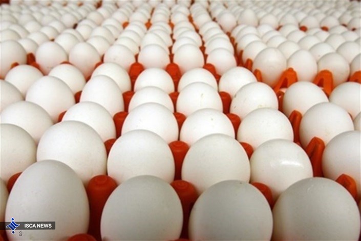  عرضه گسترده تخم مرغ با قیمت شانه ای ۴۲۵۰۰ تومان