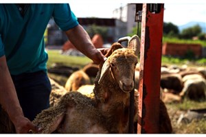 رشد ۱۶۰ درصدی قیمت گوسفند زنده در یک سال گذشته