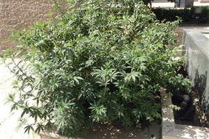 کشف مزارع ماری‌جوانا در کردستان