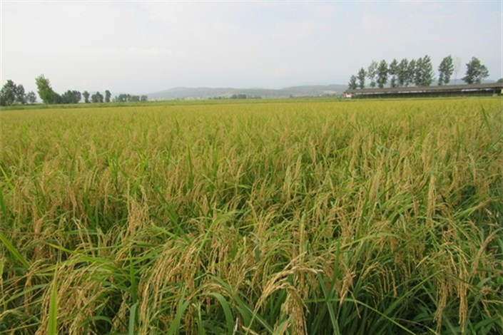 کاشت برنج منجر به گرمایش زمین می شود