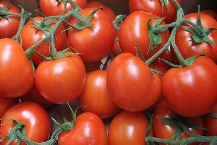 ۴۳۰ هزارتن گوجه فرنگی خرید حمایتی شد