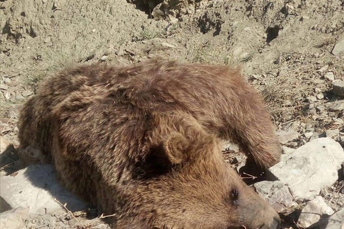گرفتار شدن یک توله خرس قهوه‌ای در تله سیمی/ مرگ یک خرس بالغ در مازندران /خرس‌ها را نکشید!