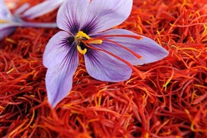 افزایش ۱۶ درصدی صادرات زعفران