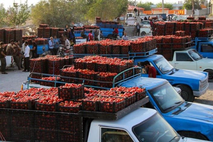 گوجه فرنگی ارزان شد/ دلار موجب کاهش قیمت سیب زمینی شد