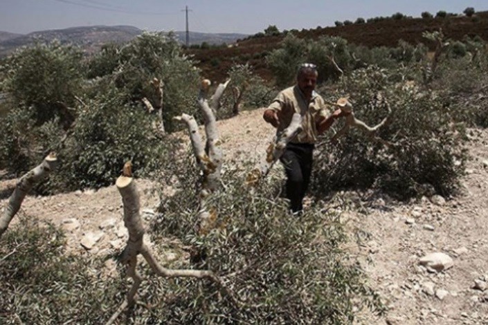 قطع درختان زیتون فلسطینی‌ها توسط شهرک‌نشینان صهیونیست