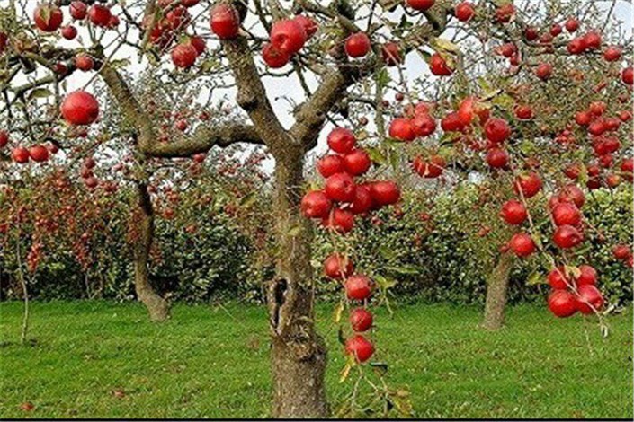 قصه  تخریب باغ سیب مهرشهر چه بود؟