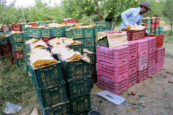 کاهش تولید کیوی و سیب درختی/ نیاز بازار را تامین می کنیم