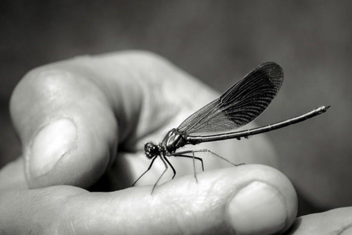 حشرات ویروسی سلاح جدید ارتش آمریکا می شوند
