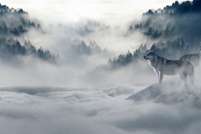  گرگ های درنده «یلواستون» را نجات دادند