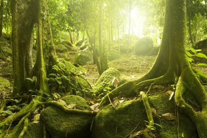 افزایش فصول مرطوب در جنگل های آمازون