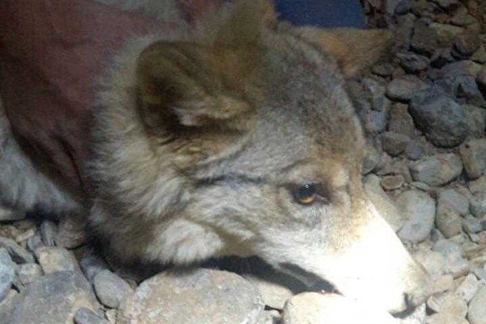 نجات یک گرگ از عمق پنج متری گودال  دکل مخابراتی 