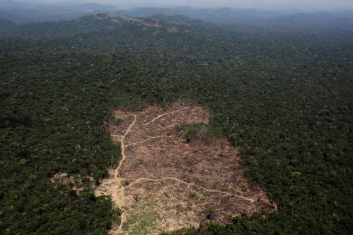 افزایش قطع درختان آمازون در کشور برزیل