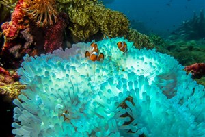 نیمی از دیواره بزرگ مرجانی استرالیا نابود شده است