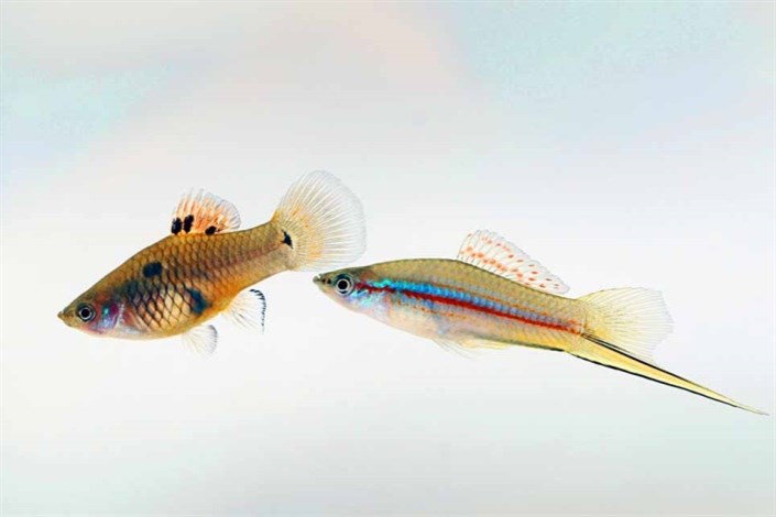 کشف کروموزوم جنسیتی جدید در ماهی