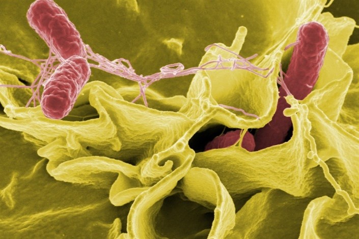 باکتری ها چگونه از سیستم ایمنی فرار می کنند؟