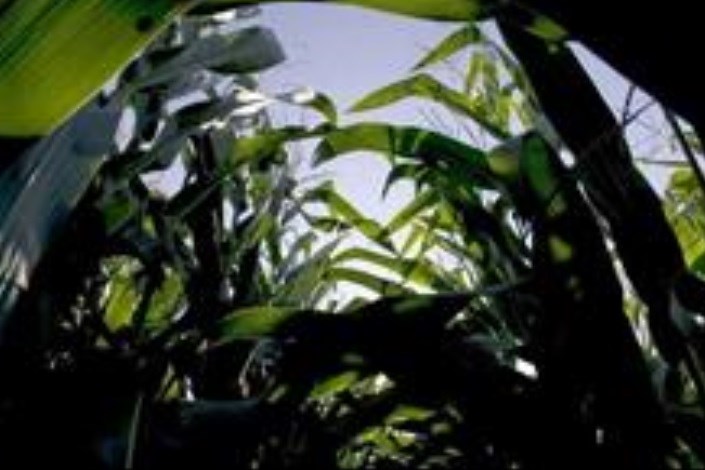 زیست‌فناوری کشاورزی به کمک محیط زیست و سلامت می‌آید