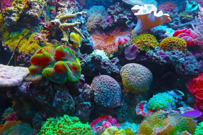 زنده شدن امید برای صخره‌های مرجانی
