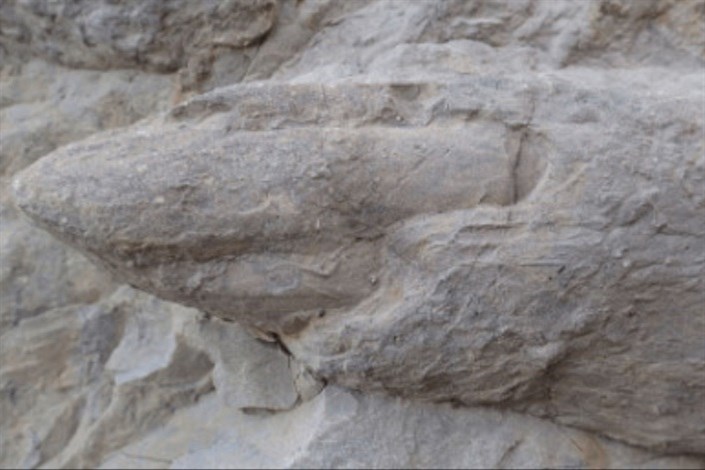کشف ردپای دایناسورهای چندصد میلیون ساله