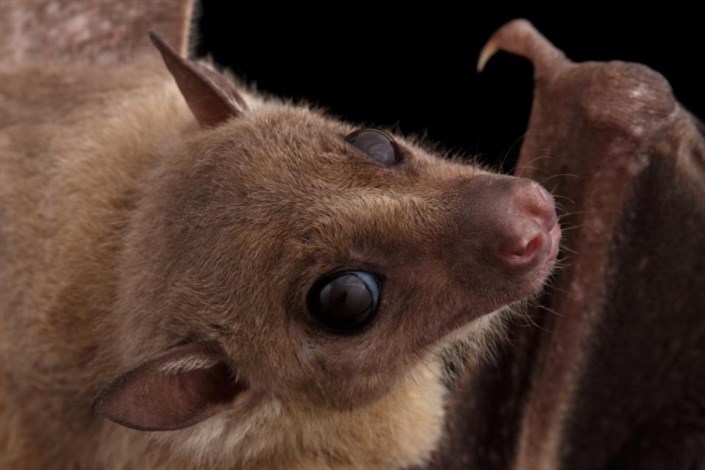 کشف ویروس مرگبار در خفاش
