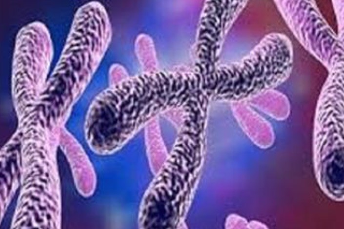  درک عمیق در مورد کلاهک های کروموزومی منجر به بهبود درمان سرطان و پیری می‌شود