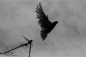 ورود ناگهانی کبوتر به داخل هواپیما مسافران را غافلگیر کرد + فیلم