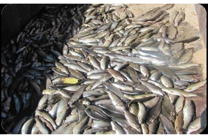 2500 کیلو  ماهی فاسد در آستارا کشف شد/ ارزش محموله  یک میلیارد و 250 میلیون ریال
