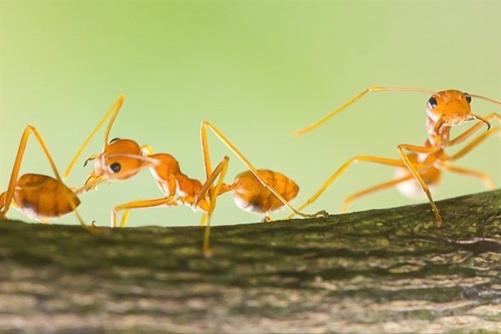 کلونی مورچه ها مانند یک مغز عمل می کند