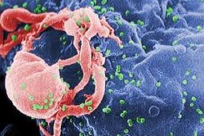 شناسایی سلول های ایمنی  کلیدی برای مبارزه با التهاب مزمن 