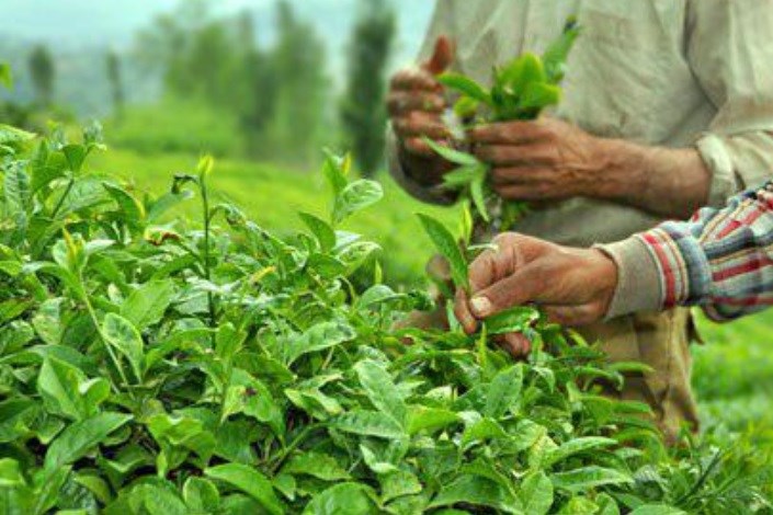 اشتغال‌زایی و رونق تولید با نگاه دانش بنیان به صنعت چای