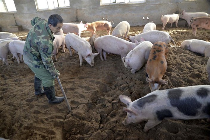 اعلام شیوع بیماری تب خوک آفریقایی در چین