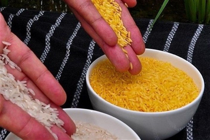 برنج تراریخته با عملکرد بالا در چین تولید شد