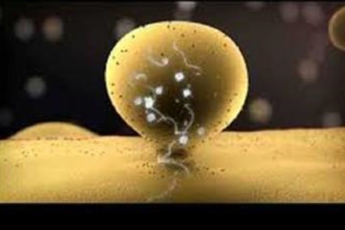 میکرو وزیکول ها پتانسیل پیوندی سلول های بنیادی را افزایش می دهند